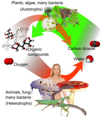 ออโตโทรฟ