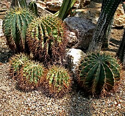 เฟโรคactus