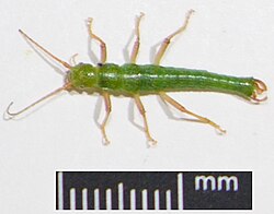 Timema cristinae