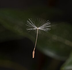 การแพร่กระจายทางชีวภาพ