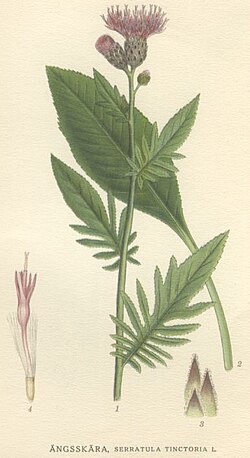 เซอร์ราทูล่า