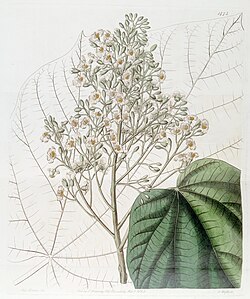 Brownlowioideae