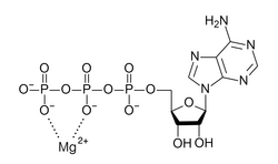 Magnesium in biology