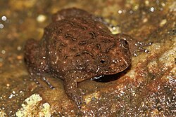 Nyctibaratrachus deccanensis