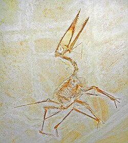 Germanodactylidae