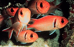 Myripristinae