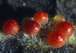 เนคเทรีย