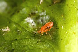 Nasonovia ribisnigri ตัวเต็มวัย