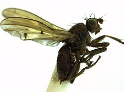 เฮโลสซิโอไมซิเด