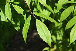 Acer mandshuricum