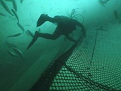 Antimicrobials in aquaculture