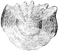 grayling