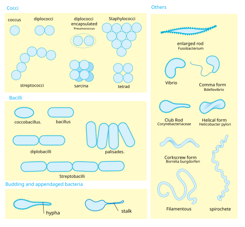 แผนภาพแสดงลักษณะทางสัณฐานวิทยาของแบคทีเรีย