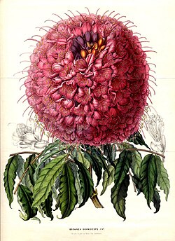 Detarioideae