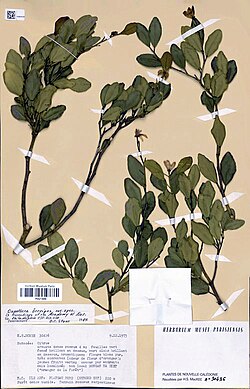 Oxanthera brevipes
