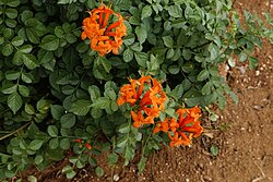 Tecomaria capensis
