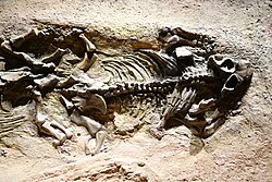 Xiyukannemeyeria