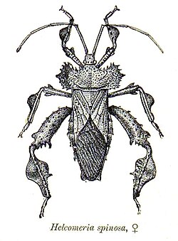 เฮลโคเมเรีย