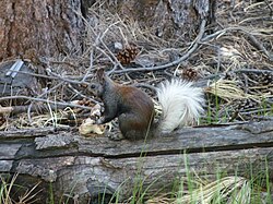 Kaibab squirrel