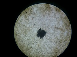 สเคลอรีด