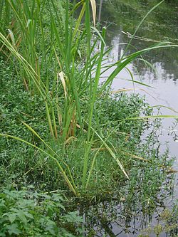 Zizania latifolia