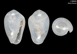 Gibberula watkinsae