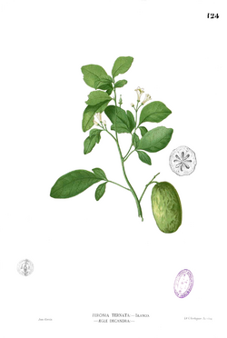 Aurantioideae
