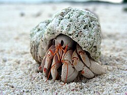 Coenobita perlatus