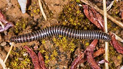 Callipodidae