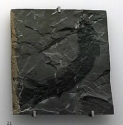 ทริสติโชปเทอรัส