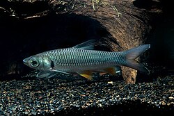 Leptobarbus hoevenii