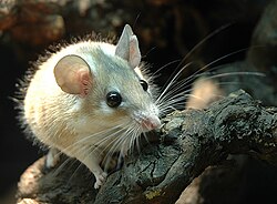 Deomyinae