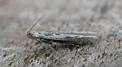Batrachedridae