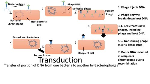 การถ่ายทอดทางพันธุกรรม (Transduction)