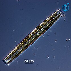 Bacillariophyceae