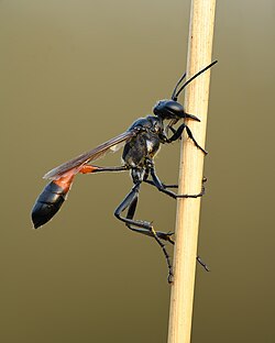 สเฟซิเด