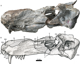 Akidnognathidae
