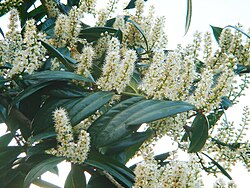 Prunus laurocerasus