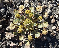 Azorelloideae