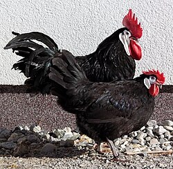 รายชื่อสีของไก่