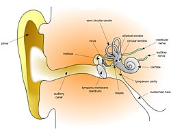 การตรวจการได้ยินด้วยเสียงบริสุทธิ์