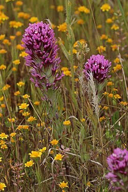 Castilleja exserta