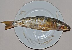 เฟสิค