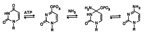 กลไกการทำงานของ CTP synthase: UTP + ATP + กลูตามีน ⇔ CTP + ADP + กลูตาเมต