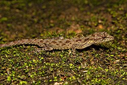 Cnemaspis gracilis