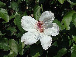 Hibiscus arnottianus