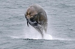 Northern bottlenose whale