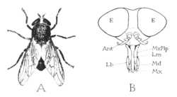 แผนภาพแสดงลักษณะใบหน้าของ Tabanus atratus
