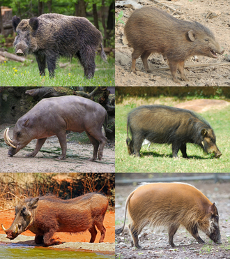 วงศ์หมู