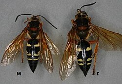 Sphecius speciosus